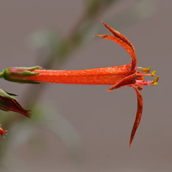 Ipomopsis aggregata, Skyrocket